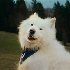 ASICS Signs First-Ever Dog Ambassador To Prove Movement Is For Everyone