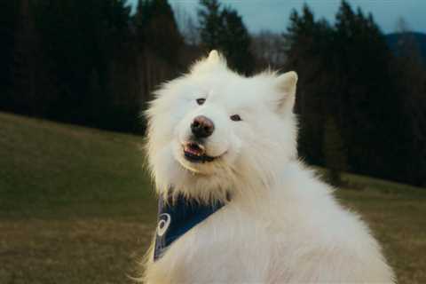 ASICS Signs First-Ever Dog Ambassador To Prove Movement Is For Everyone