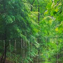 The Power of Nature: Exploring Wellness Programs in McLean, Virginia