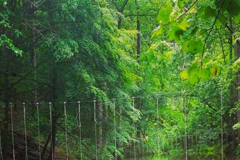 The Power of Nature: Exploring Wellness Programs in McLean, Virginia